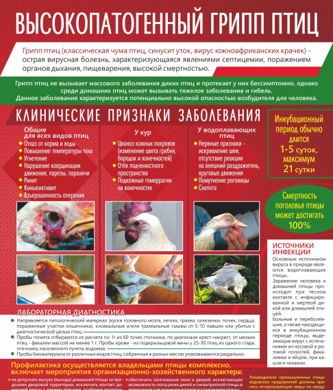 Содержите птицу в безвыгульном режиме! ВЫСОКОПАТОГЕННЫЙ ГРИПП ПТИЦ. Содержите птицу в безвыгульном режиме! ВЫСОКОПАТОГЕННЫЙ ГРИПП ПТИЦ.